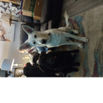 Simba,Chevy,lilly.