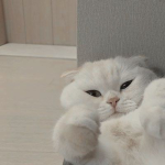nekomage