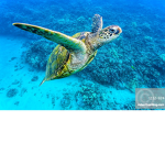 little turtle fans group