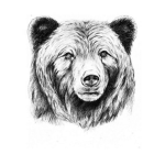bear subs