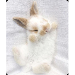 The bunny neighborhood