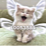 .qlamorvampz