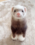 FERRET!!!!