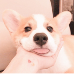 pupzis