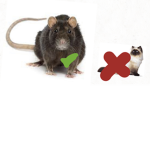 Club Rat not cats!