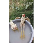 Chiken_gang