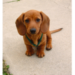 Mini Dachshund Fan Group