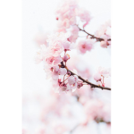 Blossom Squad