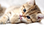 Kitten Society Trainings
