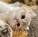 panda kitten cat fan club
