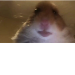 Hamsters United | The hamster Army