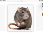The Cute rats ;)