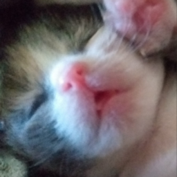 Gatitos bonitos
