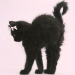 laced kitty