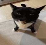 Meowlin Games