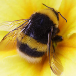 BZZ BZZ Community