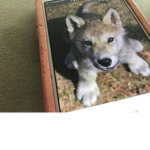 Fans of wolfs