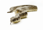 Save The Snakes!