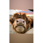 My Moos!