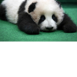 ...*panda team*...