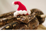 ≈ Snake group ≈