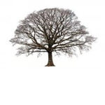 Windy Oak Empire