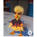 The duck disaster