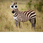 bob the zebra