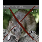 Hate rats only