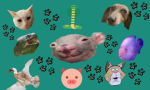 Join If You Love Your Pet(s)