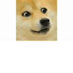 The doge Emperor