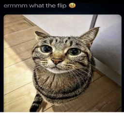 the cats
