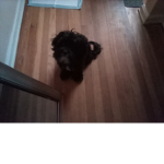 Dogs are cute:)