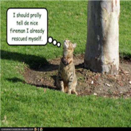 funny-pictures-cat Roblox decal