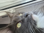KATZEN :)