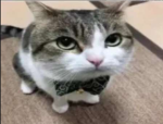The Cool Cats Inc.