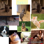 Cats club : )