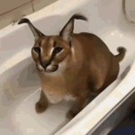 Floopa Pro