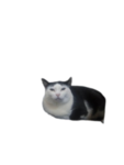 Cat place fan base