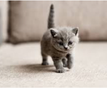 This is a cat
