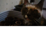 #### Likes Catnip