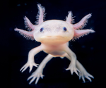 Axolotl Cult :)
