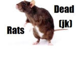 Dead Rats Inc.
