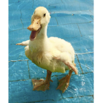 The Ducky Kingdom (donate to the duckys)
