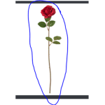 [TRR] The Red Rose