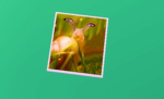 Messi_Noyan