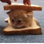 iamalittlekittenUWU