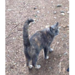 i like cats :DDDD