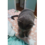 kitty cat loves that!