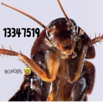 U:R
